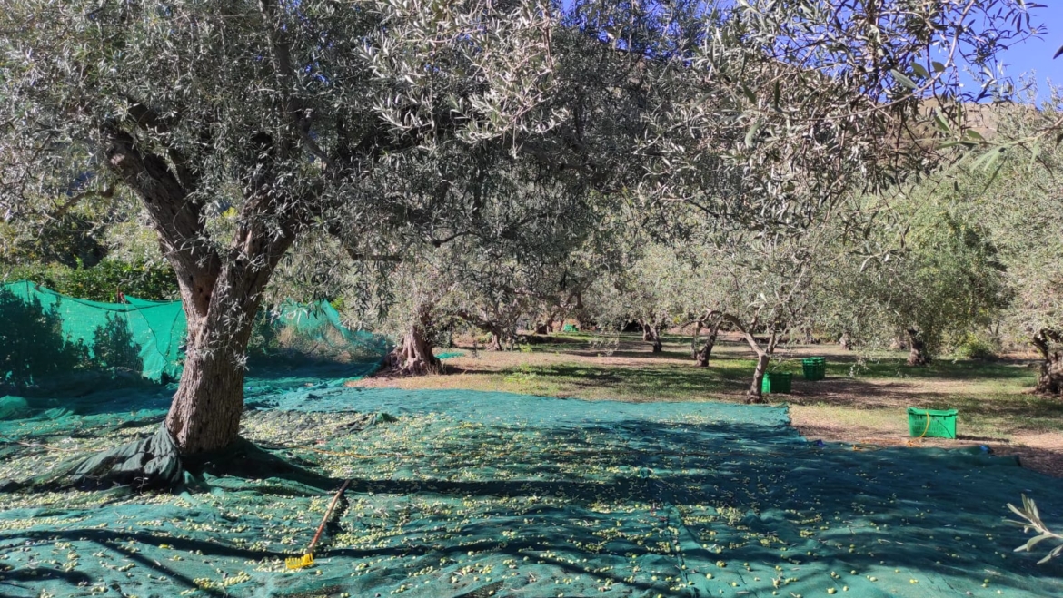 GOLE ALCANTARA terreno agricolo 1 ha ettaro